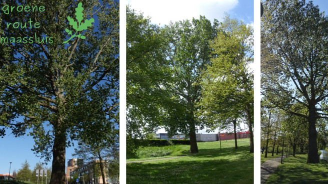Lees meer over het artikel Wandel de bomenroute met de ecoloog